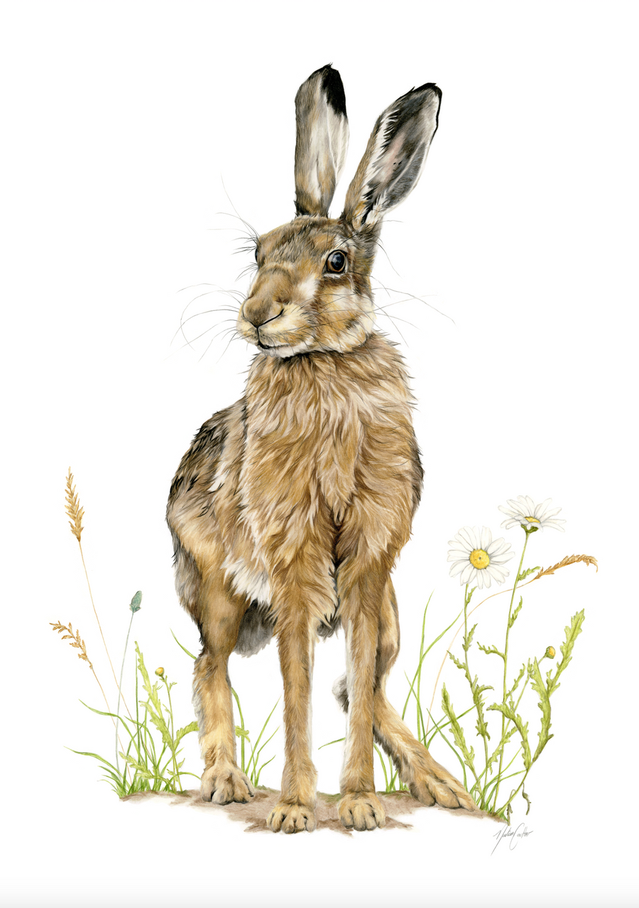 Madison Coulter Hare Print A3