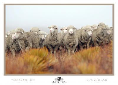 Sheep Tussocks Postcard